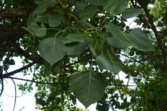 Populus × canadensis