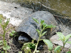 Kinosternon integrum