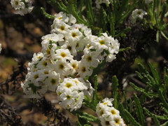 Heliotropium sinuatum