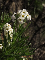Heliotropium sinuatum