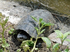 Kinosternon integrum