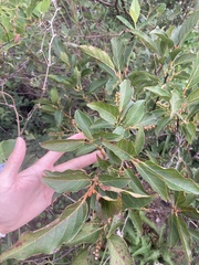 Lyonia ovalifolia