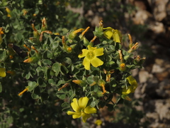 Oxalis virgosa