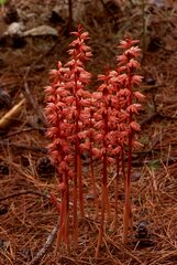 Corallorhiza striata