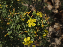 Oxalis virgosa