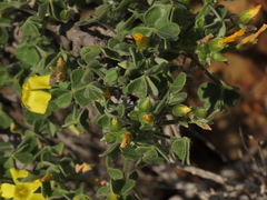 Oxalis virgosa