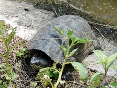 Kinosternon integrum