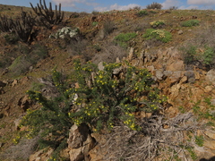 Oxalis virgosa