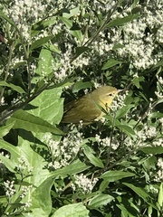 Magnoliopsida
