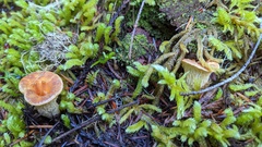 Turbinellus kauffmanii