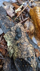 Annulohypoxylon truncatum