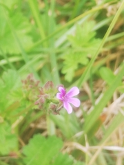 Pelargonium grossularioides