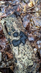 Annulohypoxylon truncatum
