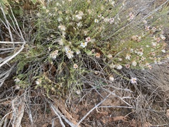 Chaetopappa ericoides