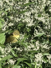 Magnoliopsida