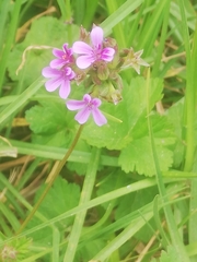 Pelargonium grossularioides