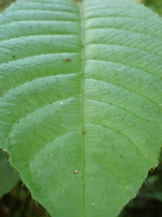 Saurauia tristyla