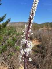 Drimia maritima
