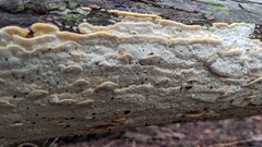 Neoantrodiella gypsea