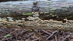 Neoantrodiella gypsea