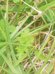Pelargonium grossularioides