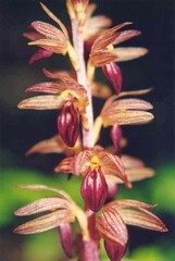 Corallorhiza striata