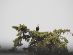 Caracara plancus