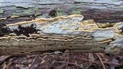 Neoantrodiella gypsea