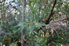 Indigofera ammoxylum
