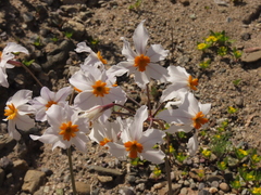 Leucocoryne coronata