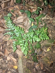Pteris semipinnata