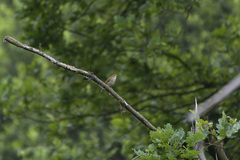 Luscinia megarhynchos