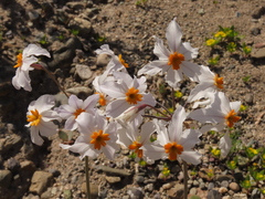 Leucocoryne coronata