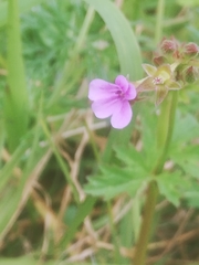 Pelargonium grossularioides