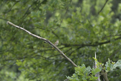 Luscinia megarhynchos