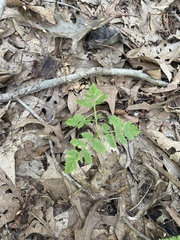 Botrypus virginianus