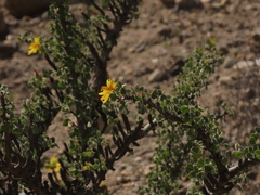 Oxalis virgosa