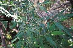 Indigofera ammoxylum