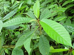 Saurauia tristyla