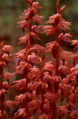 Corallorhiza striata
