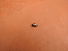 Disonycha bicarinata