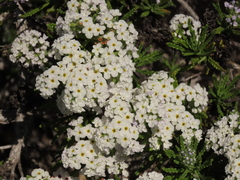 Heliotropium sinuatum