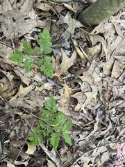 Botrypus virginianus