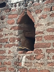 Psammophilus dorsalis