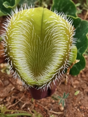 Aristolochia chilensis