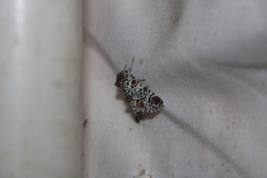 Harrisimemna trisignata