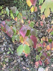Celtis tenuifolia