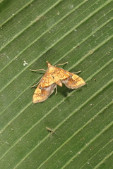 Pantographa suffusalis