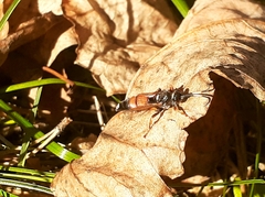 Ichneumon sarcitorius