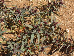 Euphorbia thinophila